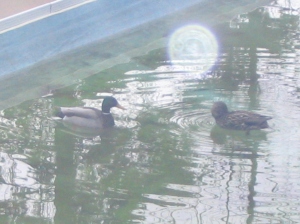 This pair of ducks were coming to our pool in spring for about 10 years - this year they didn't return