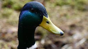duck-bill