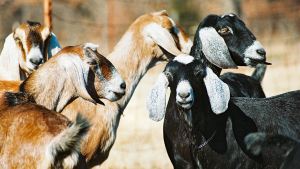 goats-kids
